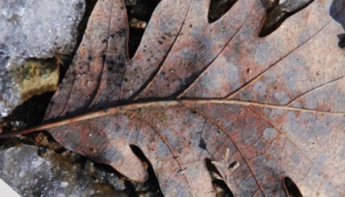 "Jézus példabeszédei" lelkigyakorlat - 2023