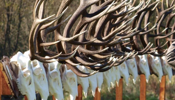 Szent Hubertus mise, Kelet-Cserháti Trófeaszemle